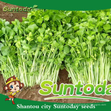 Suntoday vegetable F1 Organic bulk chinese vegetable black oil buying organial health benefits celery seed extract seeds(34001)